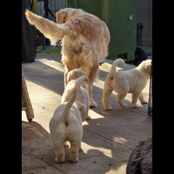 Golden Retriever - Both