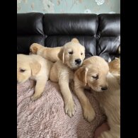 Golden Retriever - Both