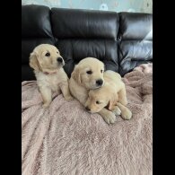 Golden Retriever - Both