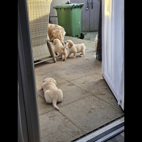 Golden Retriever - Both