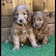 Goldendoodle - Both