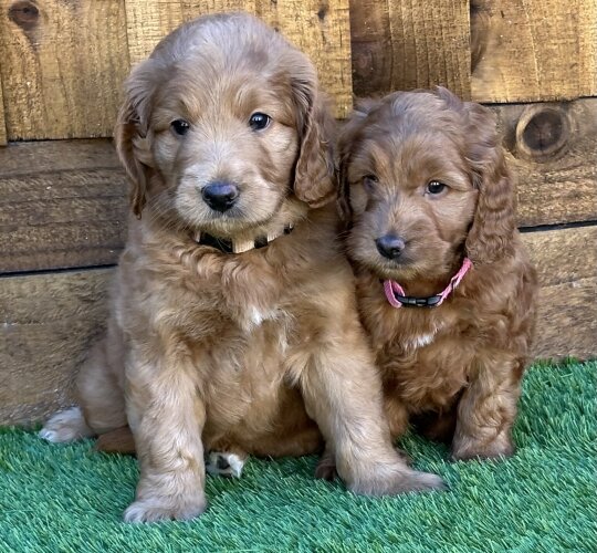 Goldendoodle