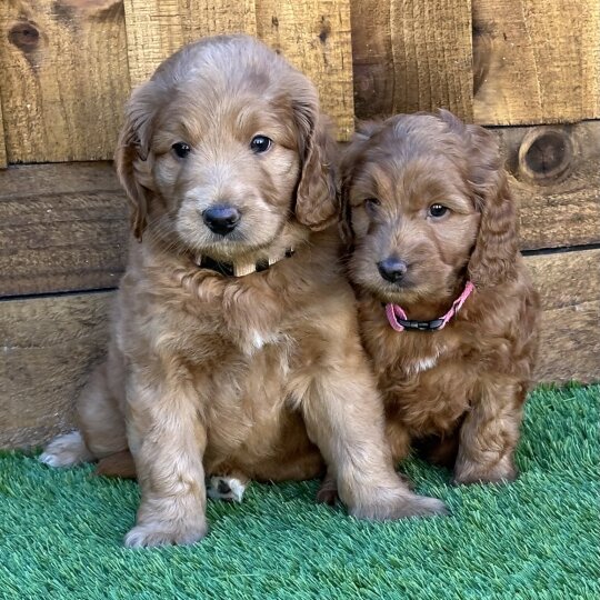 Goldendoodle - Both