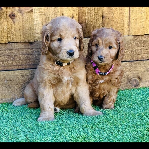 Goldendoodle - Both