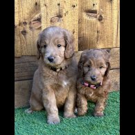 Goldendoodle - Both