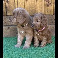 Goldendoodle - Both