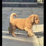 Goldendoodle - Both