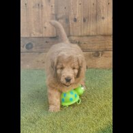 Goldendoodle - Both