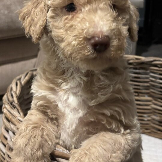 Goldendoodle - Both