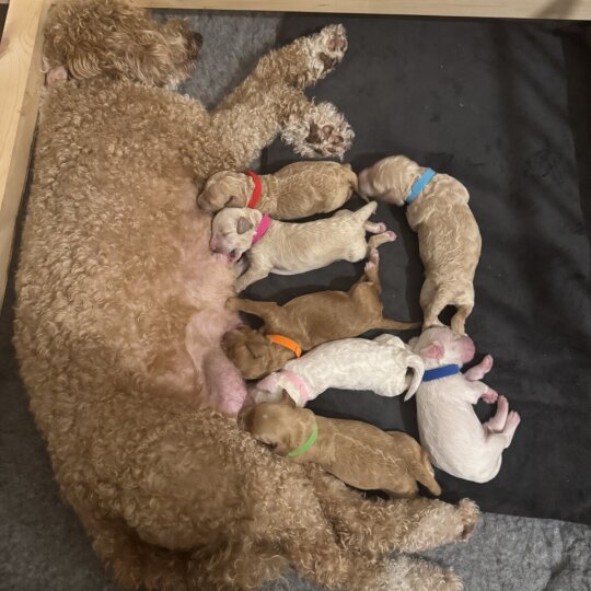 Goldendoodle - Both