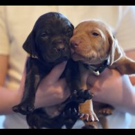 Hungarian Vizsla - Both