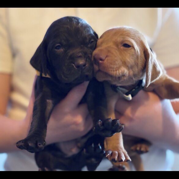 Hungarian Vizsla - Both