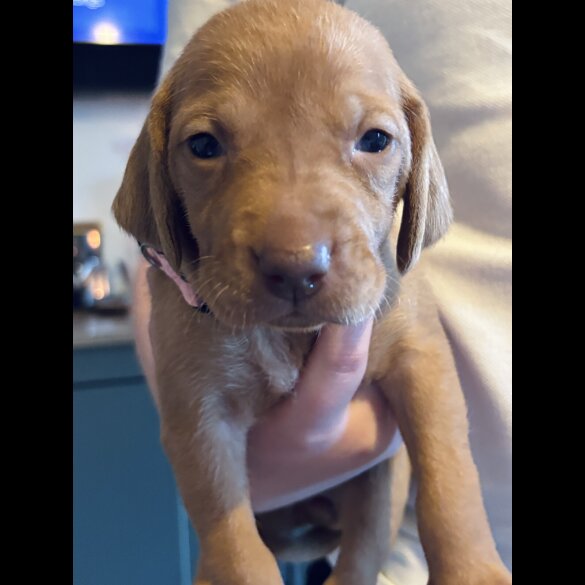 Hungarian Vizsla - Both