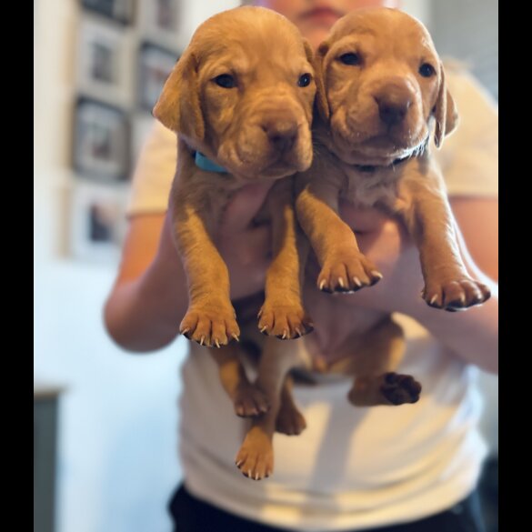 Hungarian Vizsla - Both