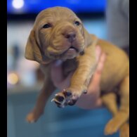 Hungarian Vizsla - Both