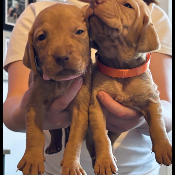 Hungarian Vizsla - Both