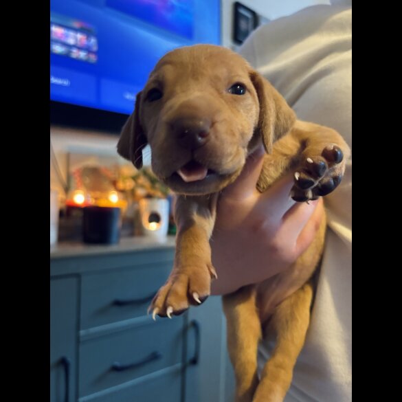 Hungarian Vizsla - Both