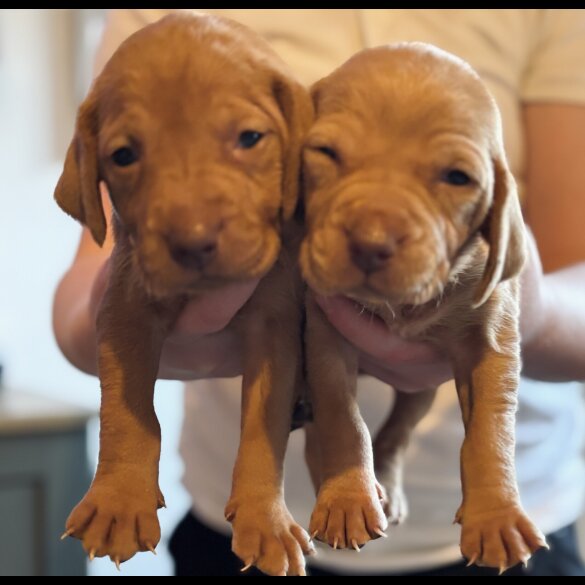 Hungarian Vizsla - Both