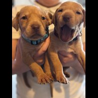 Hungarian Vizsla - Both