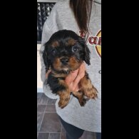 Cavalier King Charles Spaniel - Both