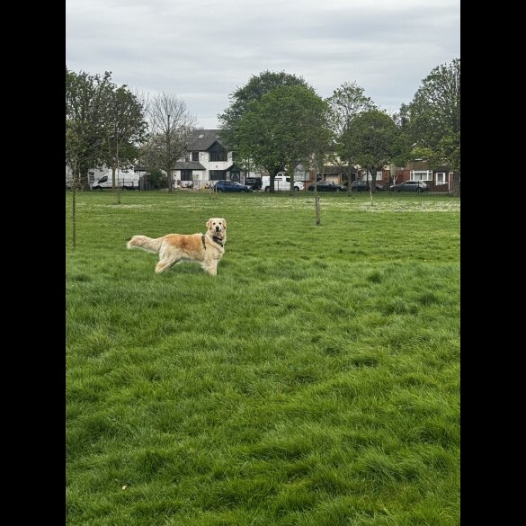 Golden Retriever - Both