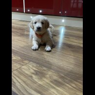 Golden Retriever - Both