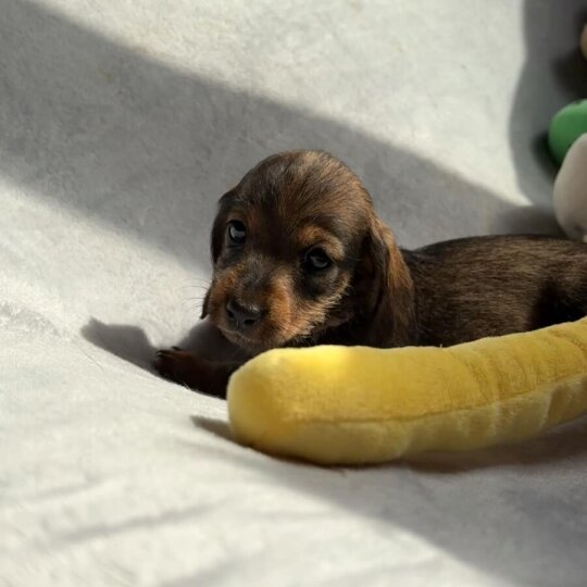 Dachshund (Standard &amp; Miniature) - Both