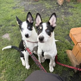 Mixed Breed - Both