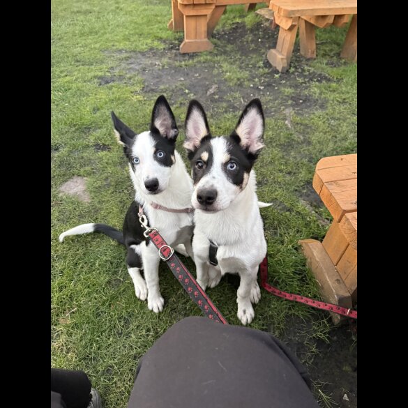 Mixed Breed - Dogs