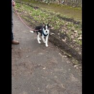 Mixed Breed - Dogs