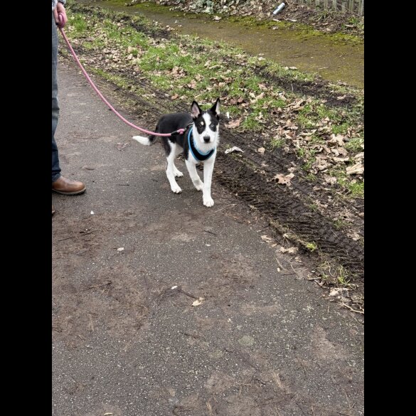 Mixed Breed - Dogs