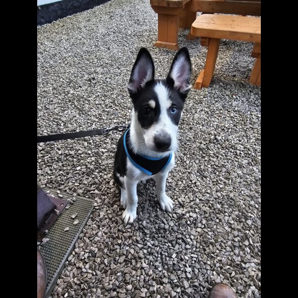 Mixed Breed - Dogs