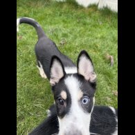 Mixed Breed - Dogs