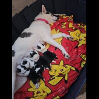 Mixed Breed - Dogs