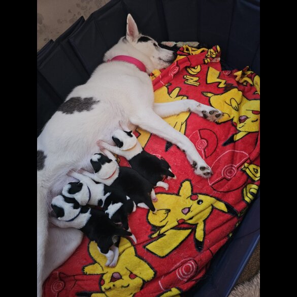 Mixed Breed - Dogs