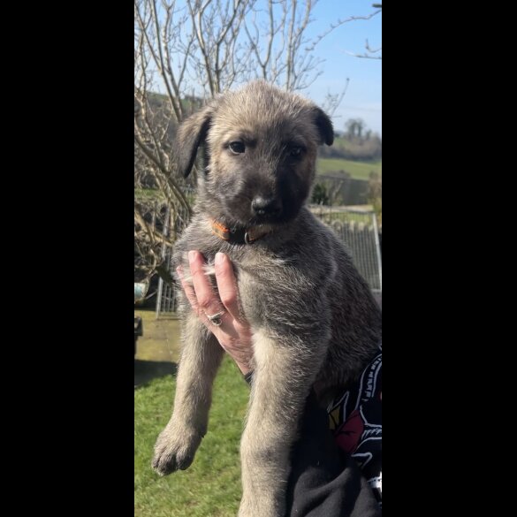 Irish Wolfhound - Both