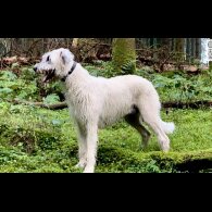 Irish Wolfhound - Both