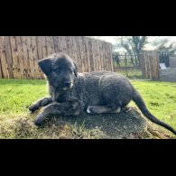 Irish Wolfhound - Both