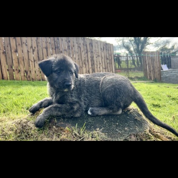 Irish Wolfhound - Both