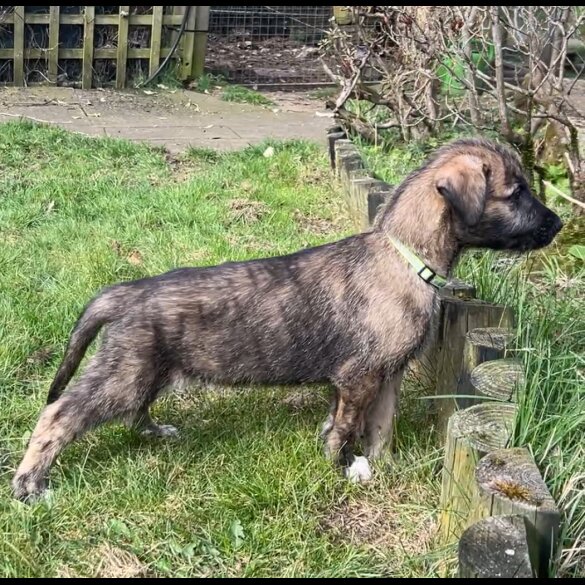 Irish Wolfhound - Both