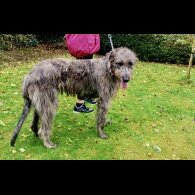 Irish Wolfhound - Both