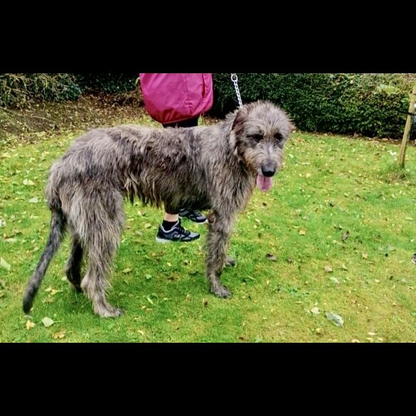 Irish Wolfhound - Both