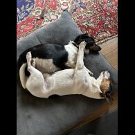 Jack Russell - Both