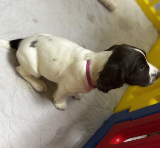 English Springer Spaniel