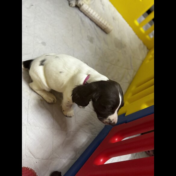 English Springer Spaniel - Both