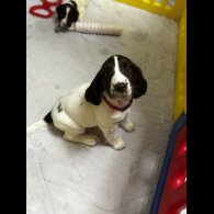 English Springer Spaniel - Both