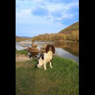 English Springer Spaniel - Both