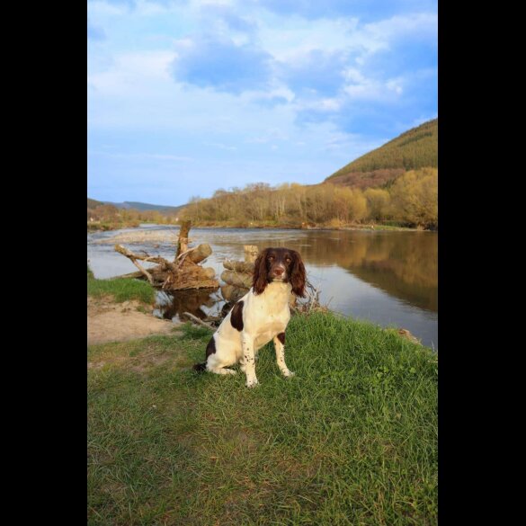 English Springer Spaniel - Both