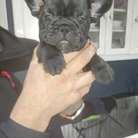 French Bulldog - Both