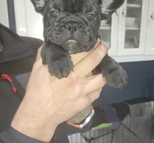 French Bulldog